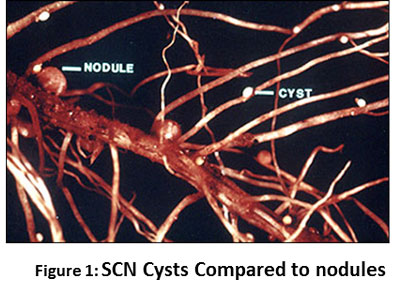 SOYBEAN CYST NEMATODE- OLD PROBLEM WITH A NEW TWIST